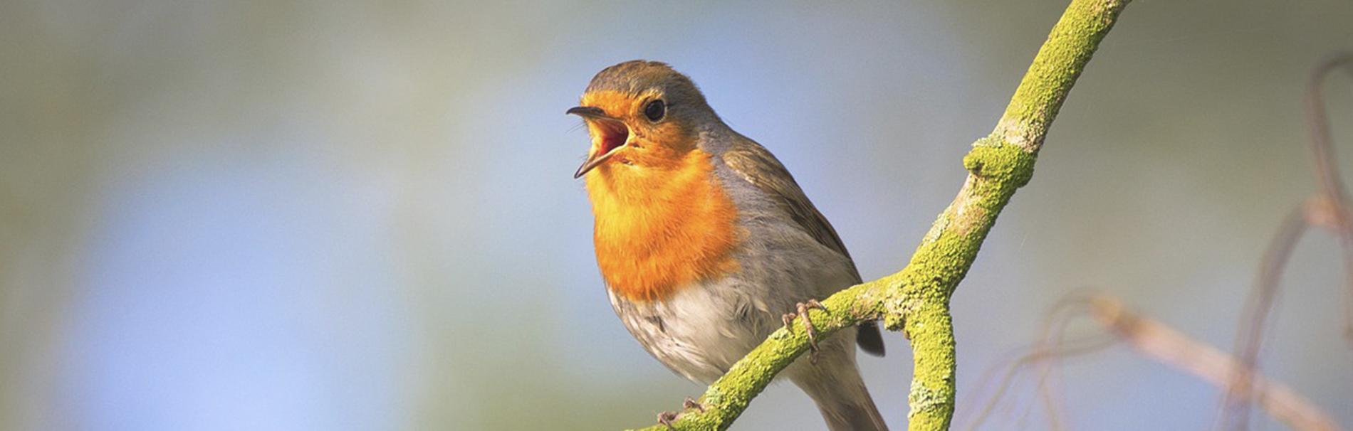 stembevrijding Stemklank stembevrijding